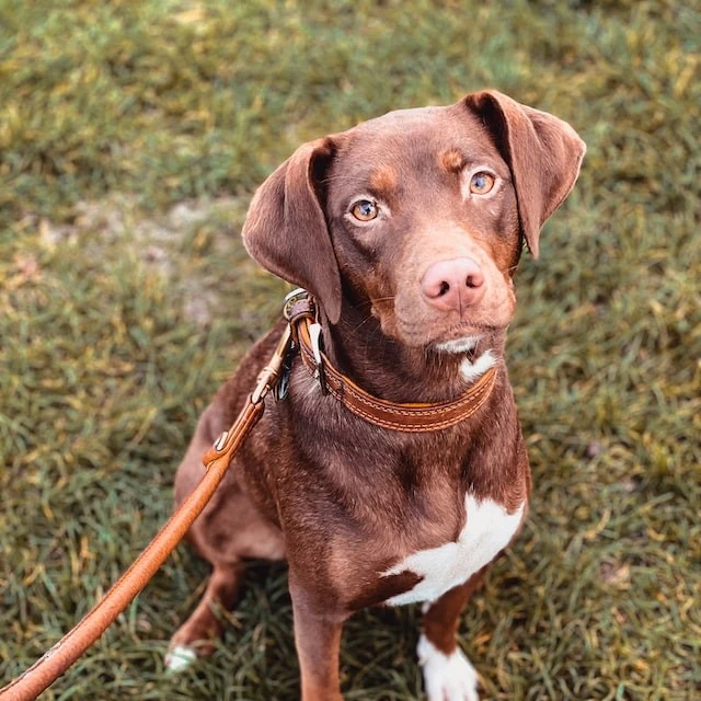 Hundehotell - Photo by Jennifer Latuperisa-Andresen on Unsplash